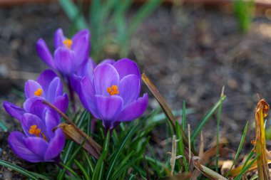 Mor timsahların güzel ilkbahar çiçekleri bahçede çiçek açar, metin alanlarında. Yüksek kaliteli fotoğraf.