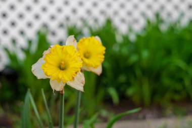 Blooming white daffodils in the garden. Meadow of daffodils in the park. Shallow depth of field. High quality photo clipart