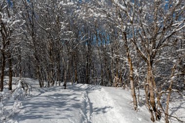 Utah Eyaleti 'nde kar, dağlar ve mavi gökyüzü ile çevrili kış ormanı patikaları. Yüksek kalite fotoğraf