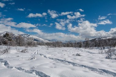 Utah Eyaleti 'nde kar, dağlar ve mavi gökyüzü ile çevrili kış ormanı patikaları. Yüksek kalite fotoğraf