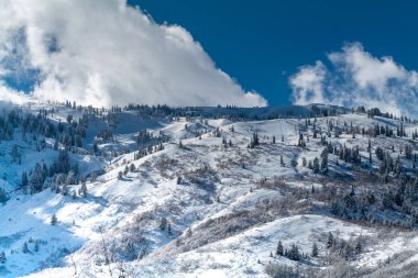 Güneşli bir günde, Utah 'ta mavi gökyüzü olan ormanlık bir dağda kayak izleri. Yüksek kalite fotoğraf