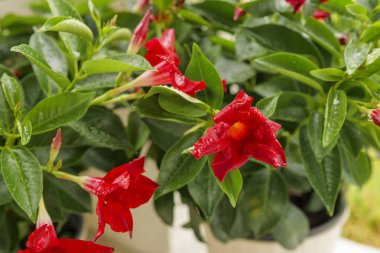 Çiçek açan kırmızı Mandevilla çiçeklerine yaklaş. Parlak yeşil yapraklar ve doğal ışık. Yüksek kalite fotoğraf