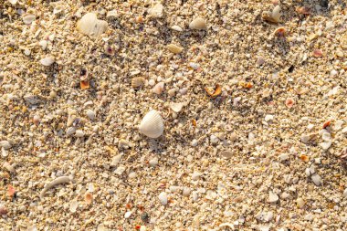 Kumsalda kum ve deniz kabuğu parçalarının detaylı dokusu ve ılık güneş ışığı yumuşak doğal tonu. Yüksek kalite fotoğraf