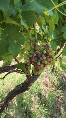 Yazın başında eko organik üzüm bağında bir grup genç üzümün dikey görüntüsü. Kamera odak noktasını yaprağa çekiyor.