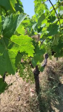 Yaz başında, eko organik üzüm bağında çağdaş üzüm ve yaprakların dikey çekimi. 