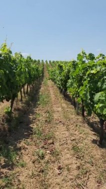 Dikey Organik Eco Vineyard, modern asmada genç üzümlerle yaz başlarında kürek çekiyor. Mavi gökyüzü