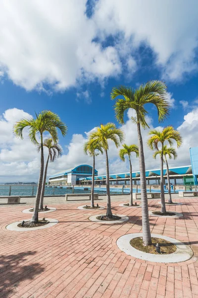 Vertical View Palm Trees San Juan Puerto Rico Cruise Ship — Stock Photo, Image