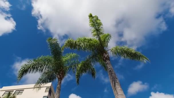 Een Draaiende Lage Hoek Opname Van Twee Palmbomen Tegen Blauwe — Stockvideo
