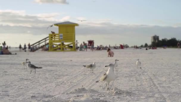 2021年10月 一群海鸥出现在白沙滩上 背景上的人和黄色的救生圈都不显眼 — 图库视频影像