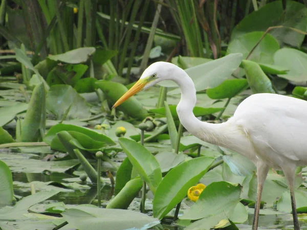 Gölette beyaz pelikan