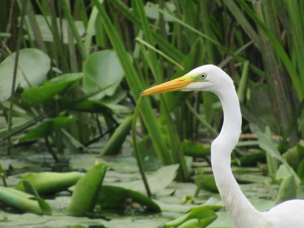 beautiful white egret bird at river