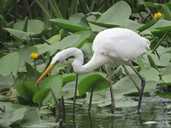 white pelican in the water, in the zoo