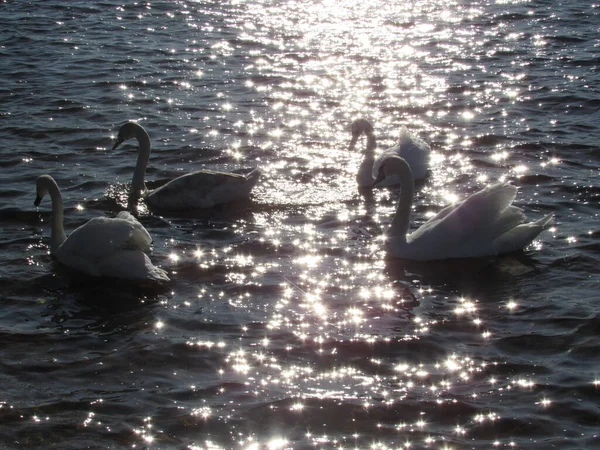     Swans swim at sunset