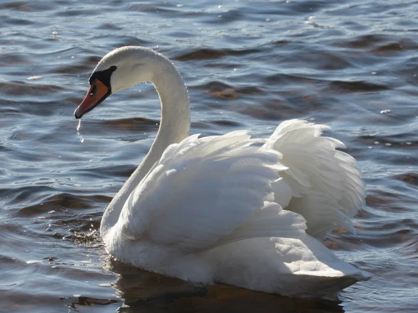 Beyaz bir kuğu nehirde yüzüyor.
