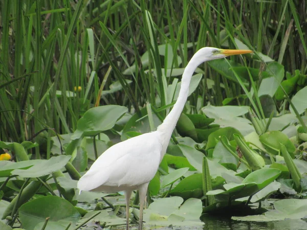 egret, ardea alba, pelecanus, brazil