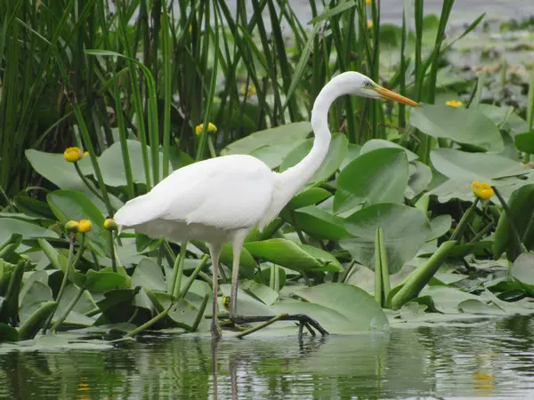 white egret on a lake in the morning