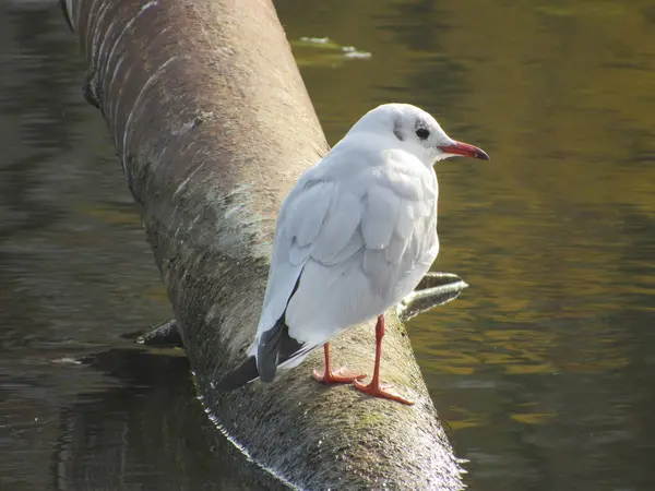 A seagull on the river sits on a rusty pipe.