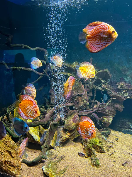 Underwater photo of fish and corals. Exotic mini fish. Colorful fish under water. Photo of an aquarium with fish. Beautiful sea underwater fish, eilat, israel