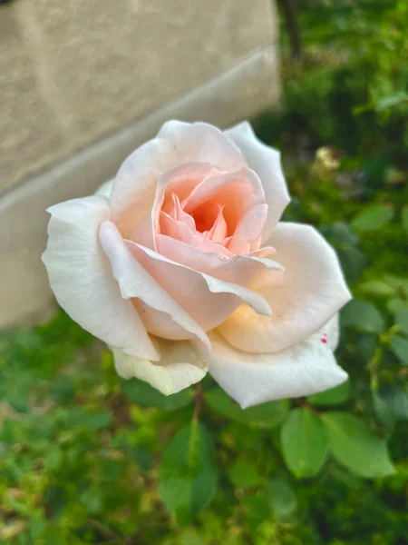 Прекрасна Блідо Рожева Троянда — стокове фото