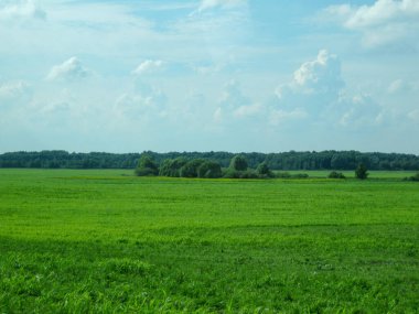 Ağaçlı ve ağaçlı güzel bir manzara.