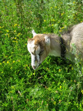 Keçi çimenlerde yürüyor.