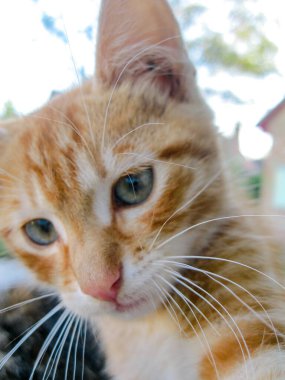 Kırmızı beyaz bir kediye yaklaş..