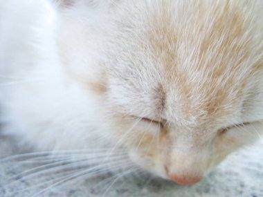 Yumuşak bir kedinin portresi, yakın çekim.