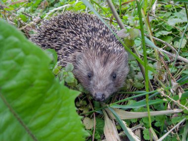 Ormandaki kirpi, yaklaş..