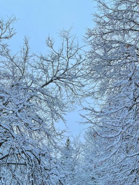 Karla kaplı ağaçlarla kaplı güzel kış manzarası