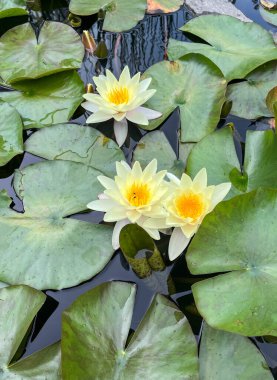 Gölette güzel nilüfer çiçekleri