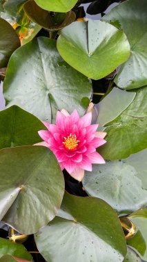 Bahçedeki güzel pembe nilüfer çiçeği