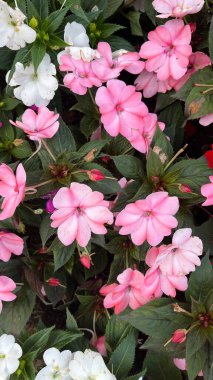 Bahçedeki güzel çiçekler