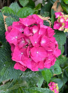 Pembe grotensia çiçeğinin güzel tomurcuğu.