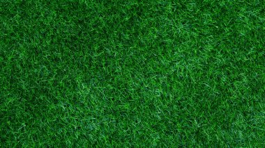 Green grass texture background grass garden concept used for making green background football pitch, Grass Golf, green lawn pattern textured background.	