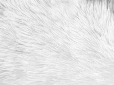 White clean wool texture background. light natural sheep wool. white seamless cotton. texture of fluffy fur for designers. close-up fragment white wool carpet.	