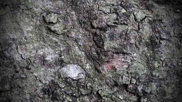 Например Натуральная Кора Поверхность Деревьев Пробка Эпидермис Кора Деревьев Природа — стоковое фото