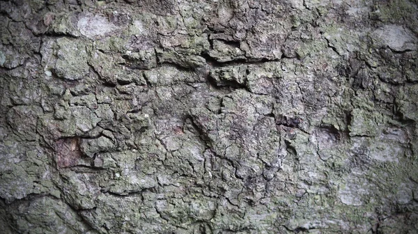 Beautiful Natural Bark Tree Surface Cork Epidermis Tree Bark Design — Stock Photo, Image