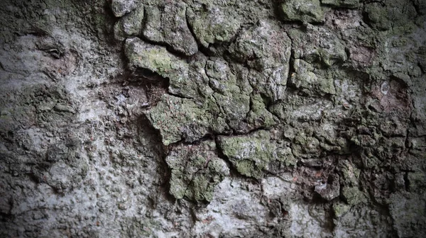 Schöne Natürliche Rinde Baumoberfläche Kork Epidermis Baumrinde Für Design Oder — Stockfoto