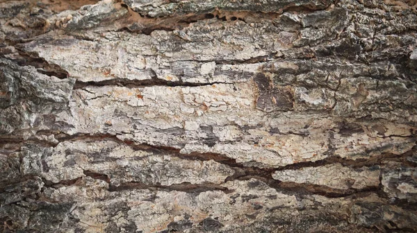 Όμορφος Φυσικός Φλοιός Επιφάνεια Δέντρου Φελλός Επιδερμίδα Φλοιός Δέντρου Για — Φωτογραφία Αρχείου