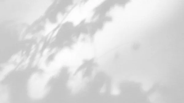Απρόσκοπτη Υφή Λευκού Τσιμεντένιου Τοίχου Τραχιά Επιφάνεια Και Σκιά Φύλλων — Φωτογραφία Αρχείου