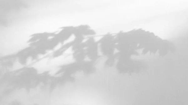 Безшовна Текстура Білої Цементної Стіни Шорстка Поверхня Тінь Листя Простором — стокове фото