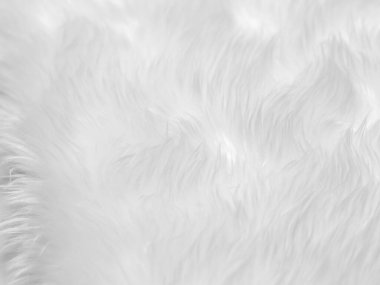 White clean wool texture background. light natural sheep wool. white seamless cotton. texture of fluffy fur for designers. close-up fragment white wool carpet...	