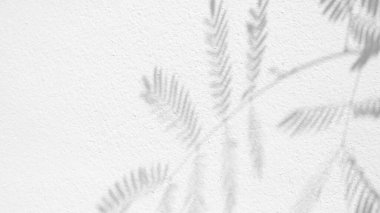 Beyaz beton duvarın pürüzsüz dokusu kaba bir yüzey ve yaprak gölgesi, metin ve arka plan için alanı var.