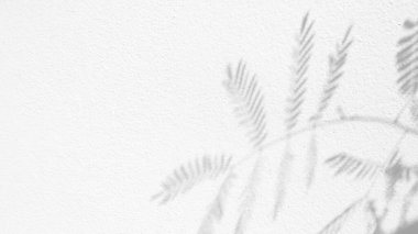 Beyaz beton duvarın pürüzsüz dokusu kaba bir yüzey ve yaprak gölgesi, metin ve arka plan için alanı var.