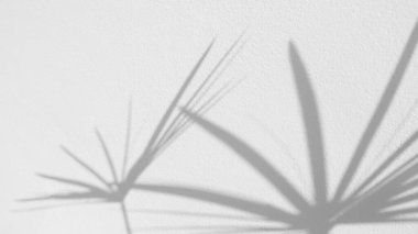 Seamless texture of white cement wall a rough surface and leaf shadow, with space for text, for a background	