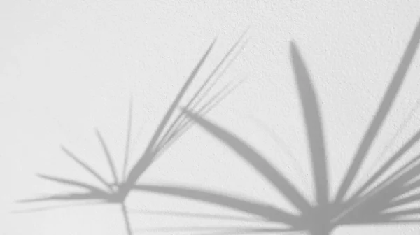Бесшовная Текстура Белой Цементной Стены Шероховатая Поверхность Тень Листа Пространством — стоковое фото