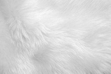 White clean wool texture background. light natural sheep wool. blanket seamless cotton. texture of fluffy fur for designers. Fragment green serge carpet.Tweed haircloth. clipart