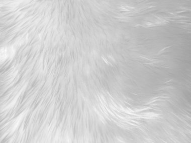 White clean wool texture background. light natural sheep wool. white seamless cotton. texture of fluffy fur for designers. close-up fragment white wool carpet...	