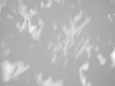 Beyaz beton duvarın pürüzsüz dokusu kaba bir yüzey ve yaprak gölgesi, metin ve arka plan için alanı var.