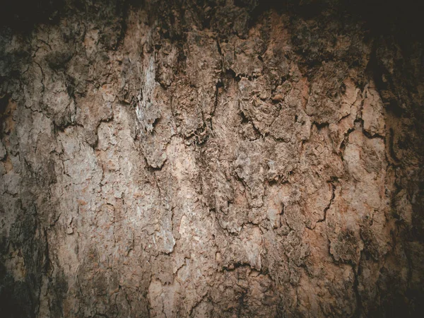 Beautiful Natural Bark Tree Surface Cork Epidermis Tree Bark Design — Foto de Stock